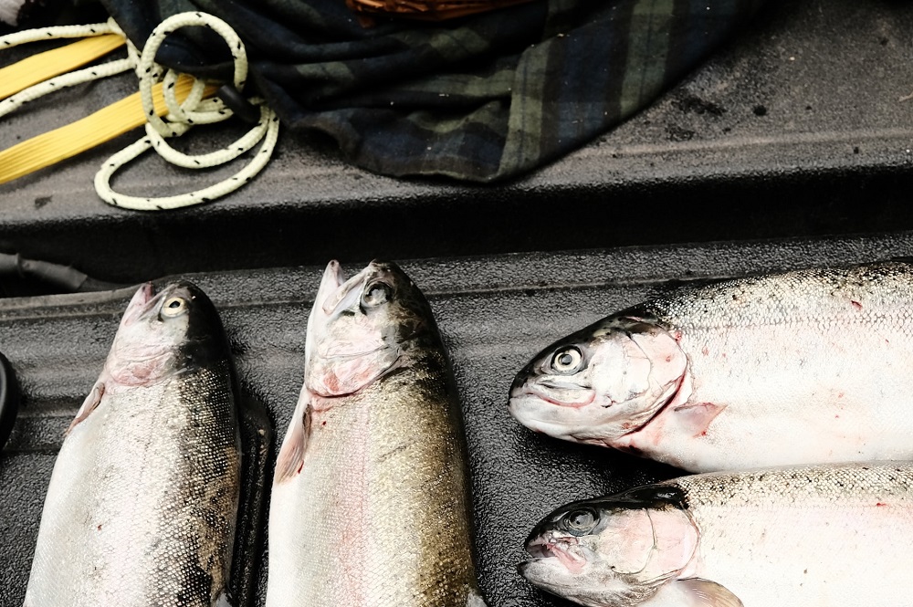 Росрыболовство допустило рост производства аквакультурного лосося к 2030 году  до 250 тыс. тонн