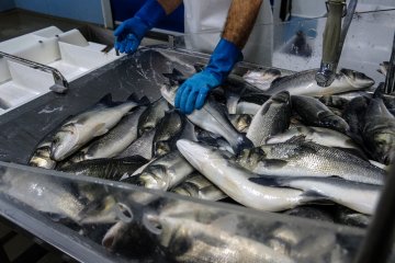 Рыбопромышленные предприятия освободят от плановых проверок в 2023 году