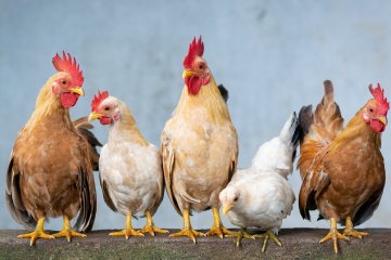 В Московской области заработал новый птицеводческий комплекс