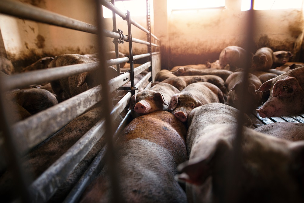 В Румынии из-за вспышки африканской чумы свиней уничтожат 39 тысяч голов