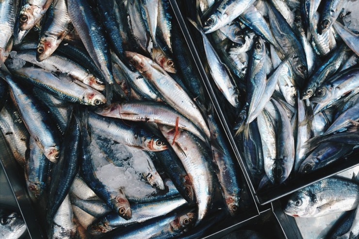 fish-sardine-fish-products-anchovy-pacific-saury-oily-fish-1609862-pxhere.com