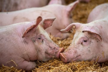 В Татарстане из-за вспышки АЧС поголовье свиней сократилось втрое