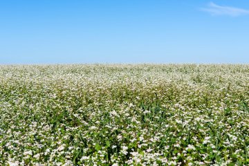 Сбор гречихи в России вырос почти в полтора раза