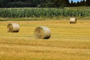 «Русмолко» сформировала запас кормов на 16 месяцев