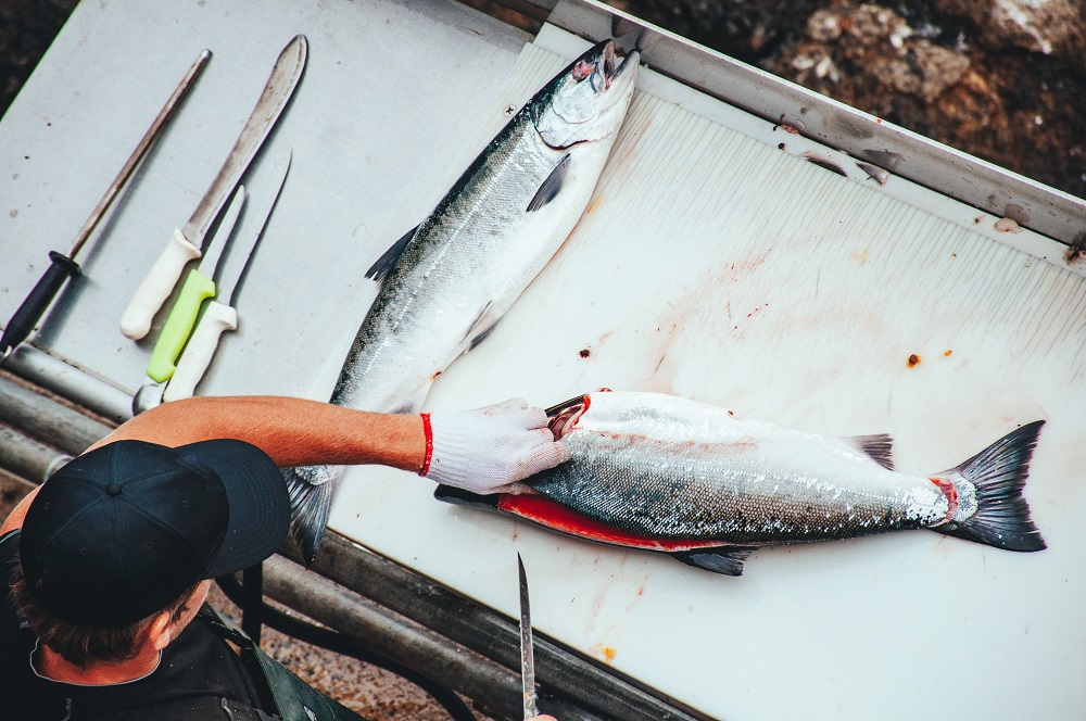 В Вологодской области «Аквапродукт» запустит производство атлантического лосося