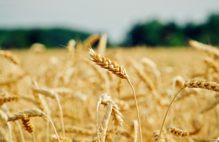 wheat(1)