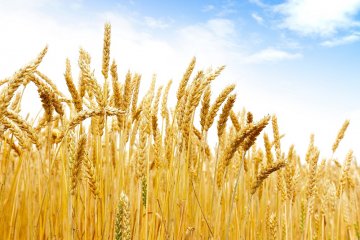 «Русагротранс» повысил прогноз по валовому сбору пшеницы в 2023 году до 83 млн тонн