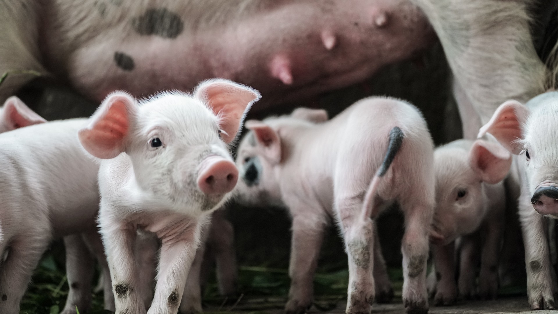 В России зафиксировано почти полторы сотни вспышек африканской чумы свиней