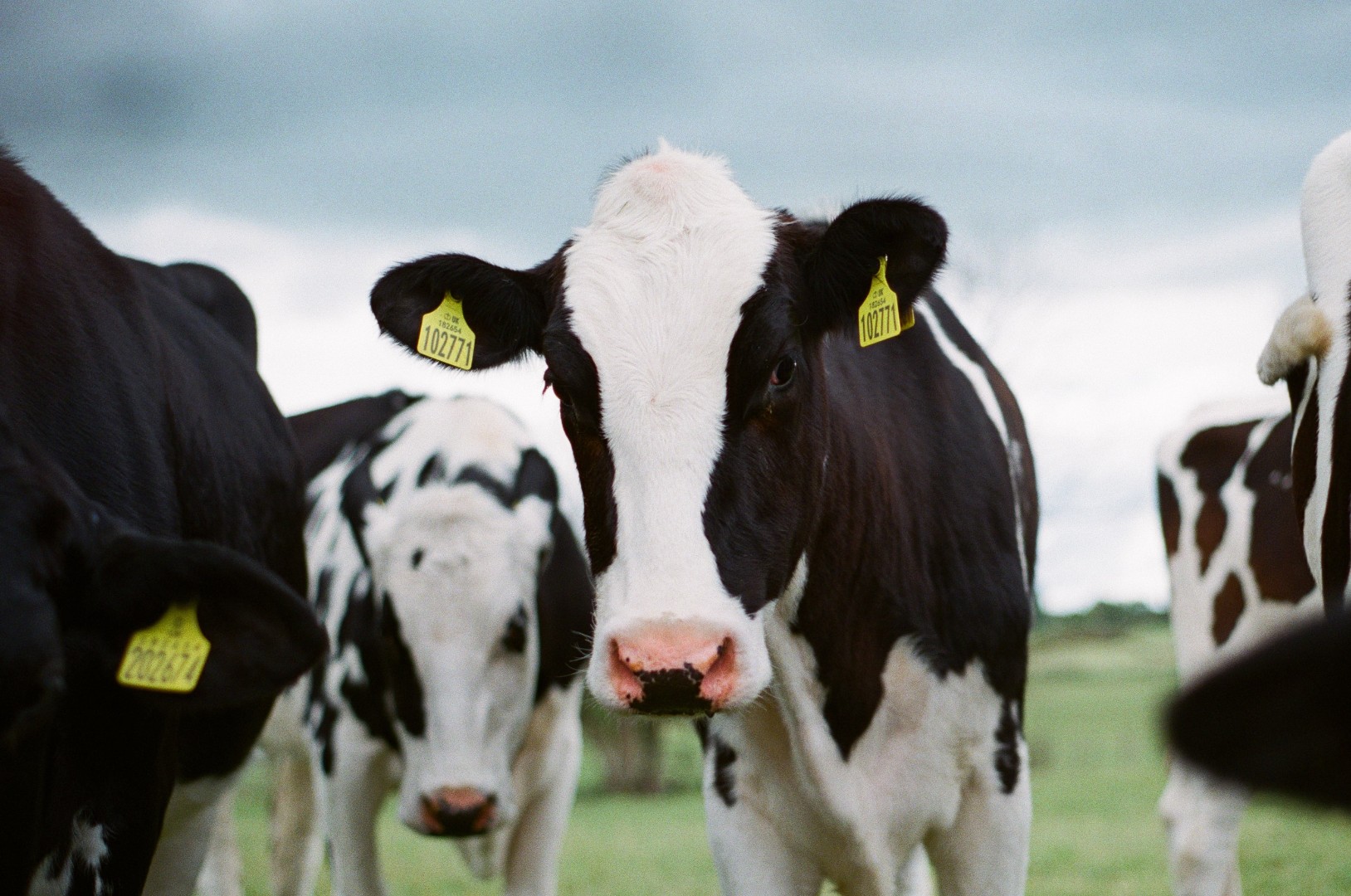 Компания «Ти Эйч РусКалужский» закупила 2,5 тыс коров в США