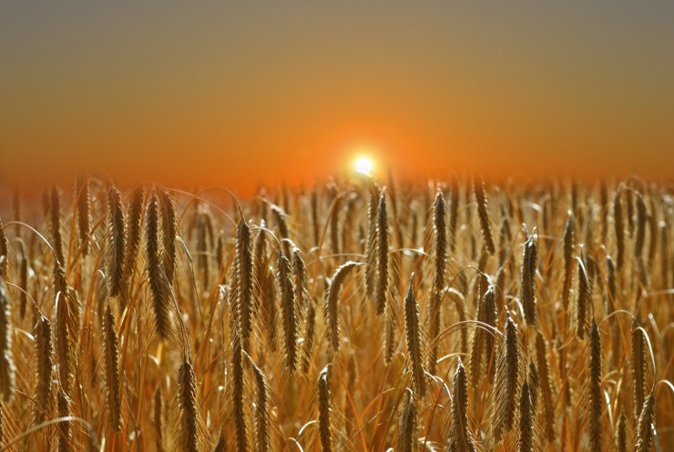 зерно поле хлеб рожь еда деревня солнце