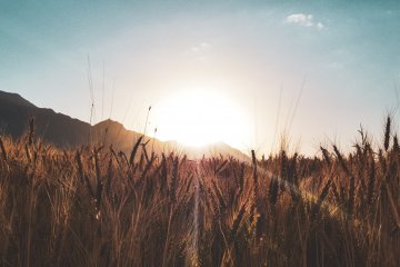 Ограничения на экспорт российских минеральных удобрений повлияли на рост урожая в России