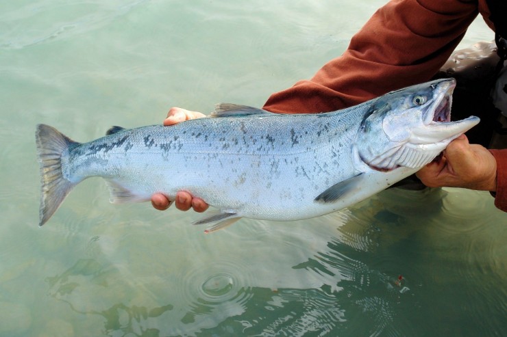 sockeye-492258_1920