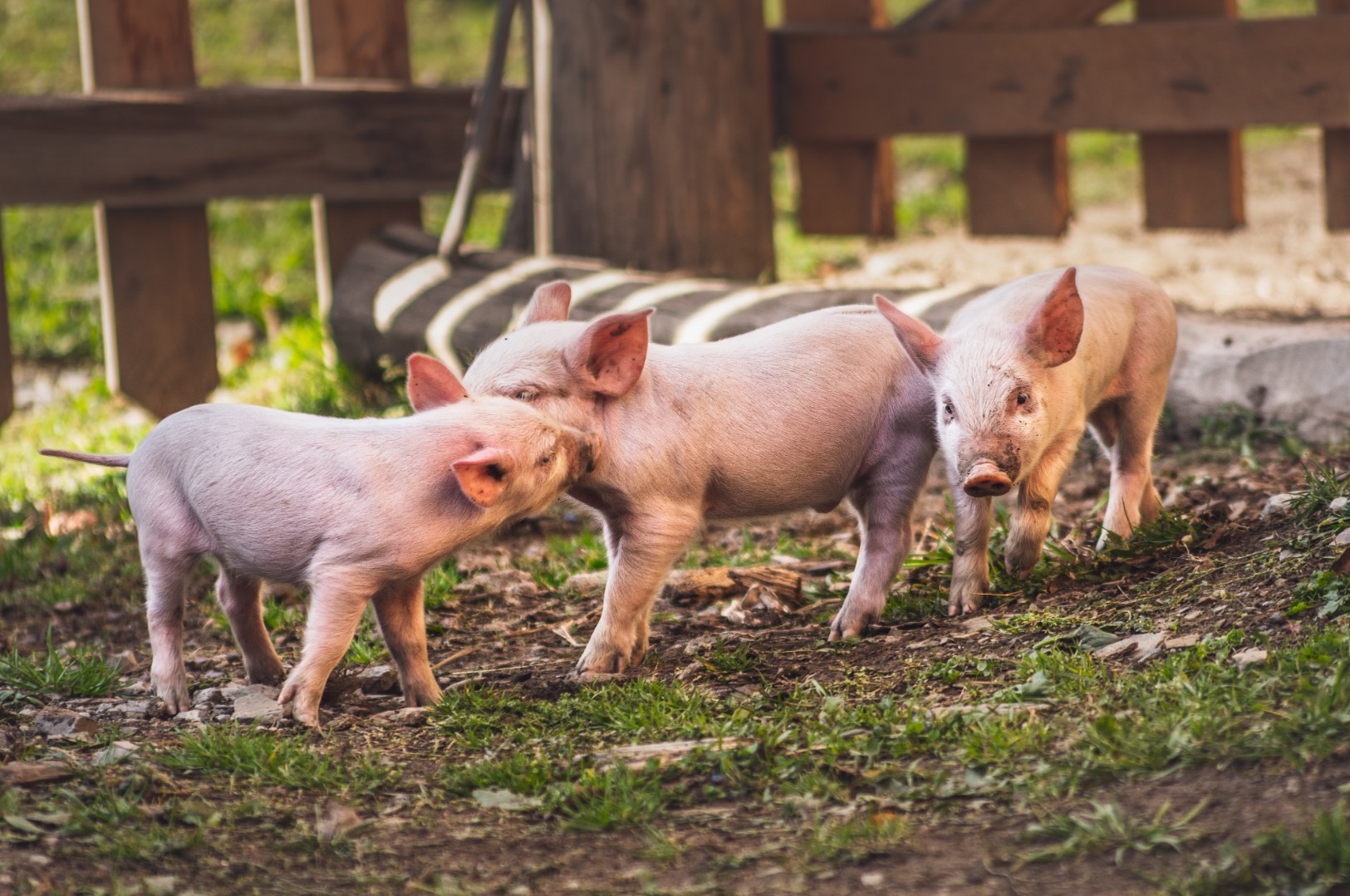 В Рязанской области открылся свиноводческий комплекс на 20 тыс голов свиней