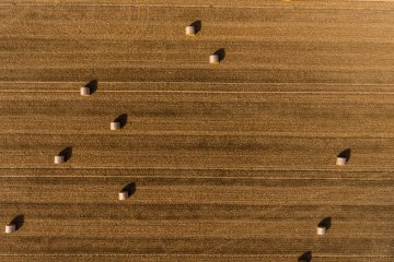 Посевы Ставропольского края страдают от засилья сорняков