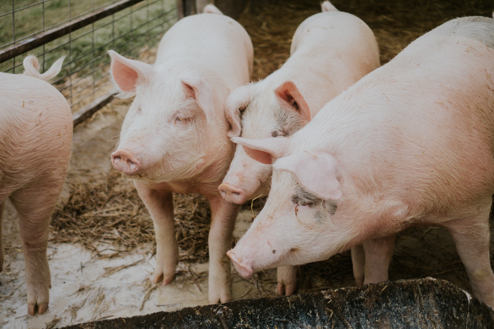 Перспективными рынками для экспорта свинины станут страны Азии и Сербия