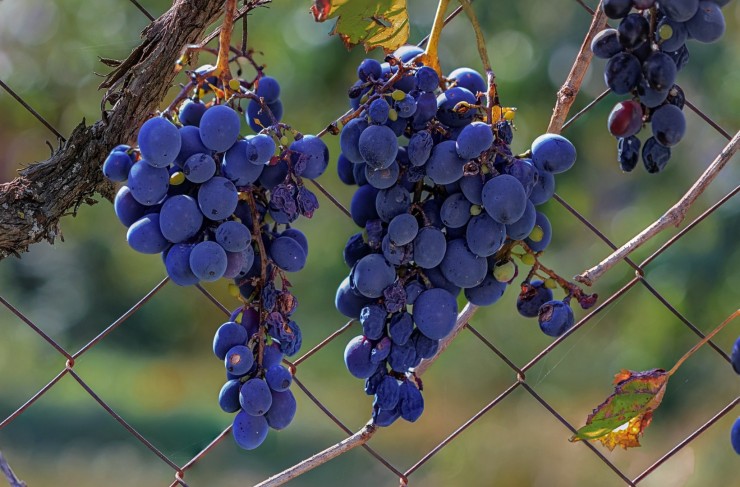 grape-4450000_1920