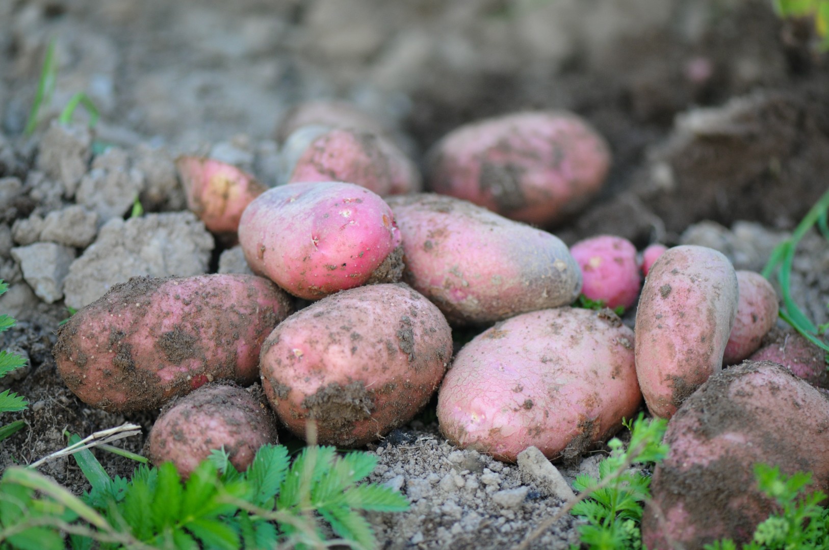 Российские ученые разработали безвирусный картофель для земледелия в регионах Сибири
