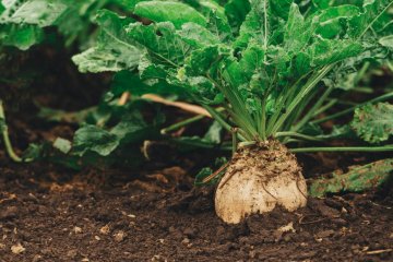 «Агрокомплекс» увеличит на 10% долю сахарной свеклы в весенней посевной