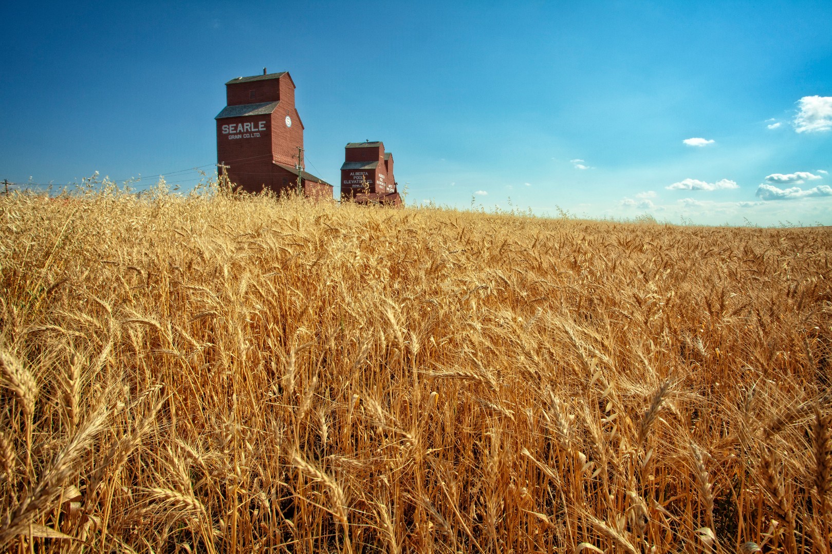 Урожай пшеницы в 2023 году будет ниже прошлогоднего на 18,9 млн тонн