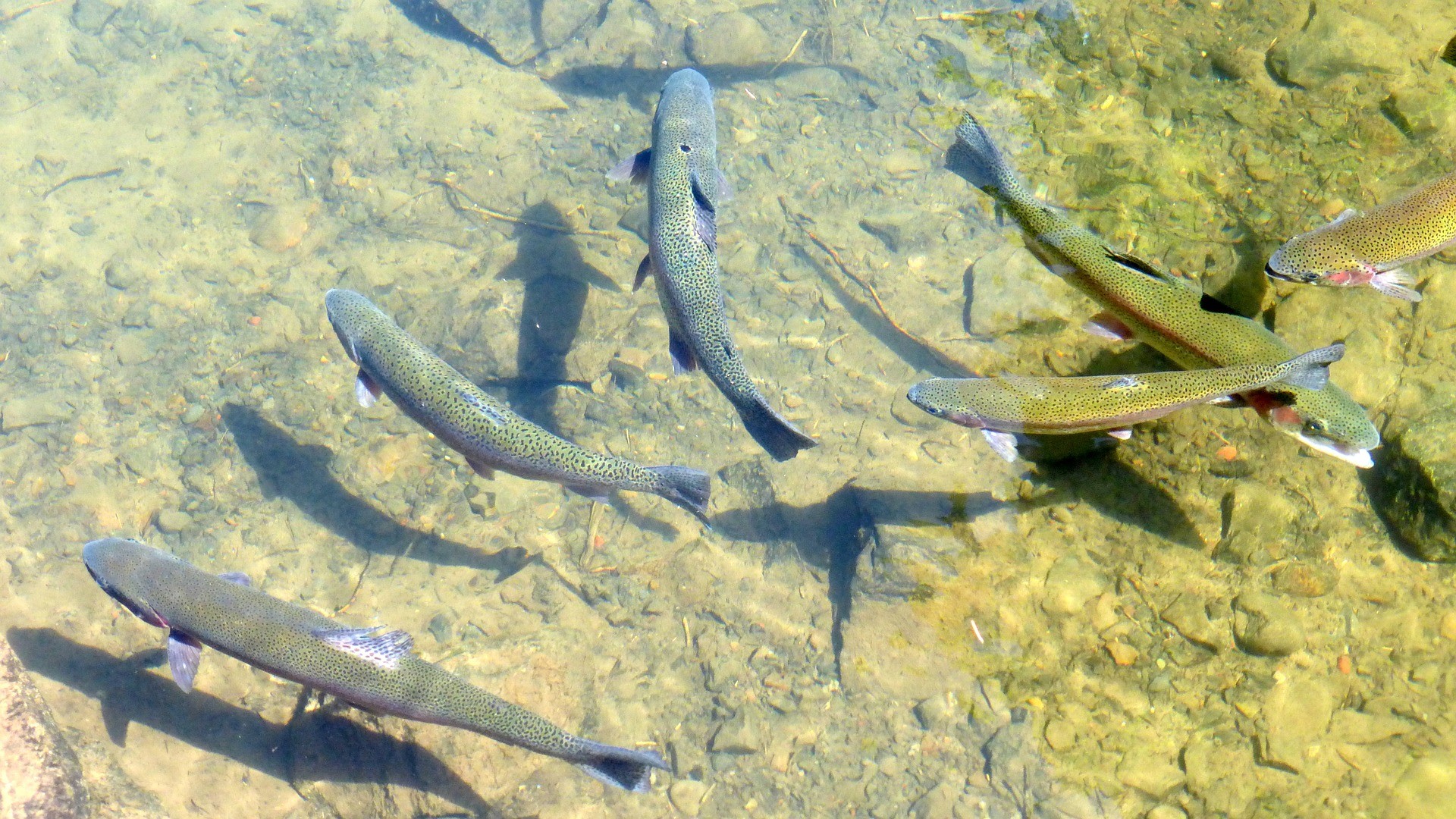 Астраханские ученые разрабатывают корм для рыб, повышающий репродуктивность