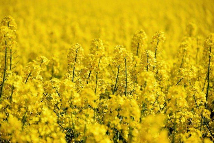 oilseed-rape-5098369_1920