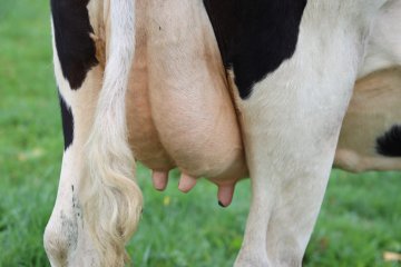 «Агроэко» планирует нарастить производство молока до 6,2 тыс тонн