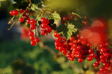 Тля может поразить молодые побеги смородины в мае-июне