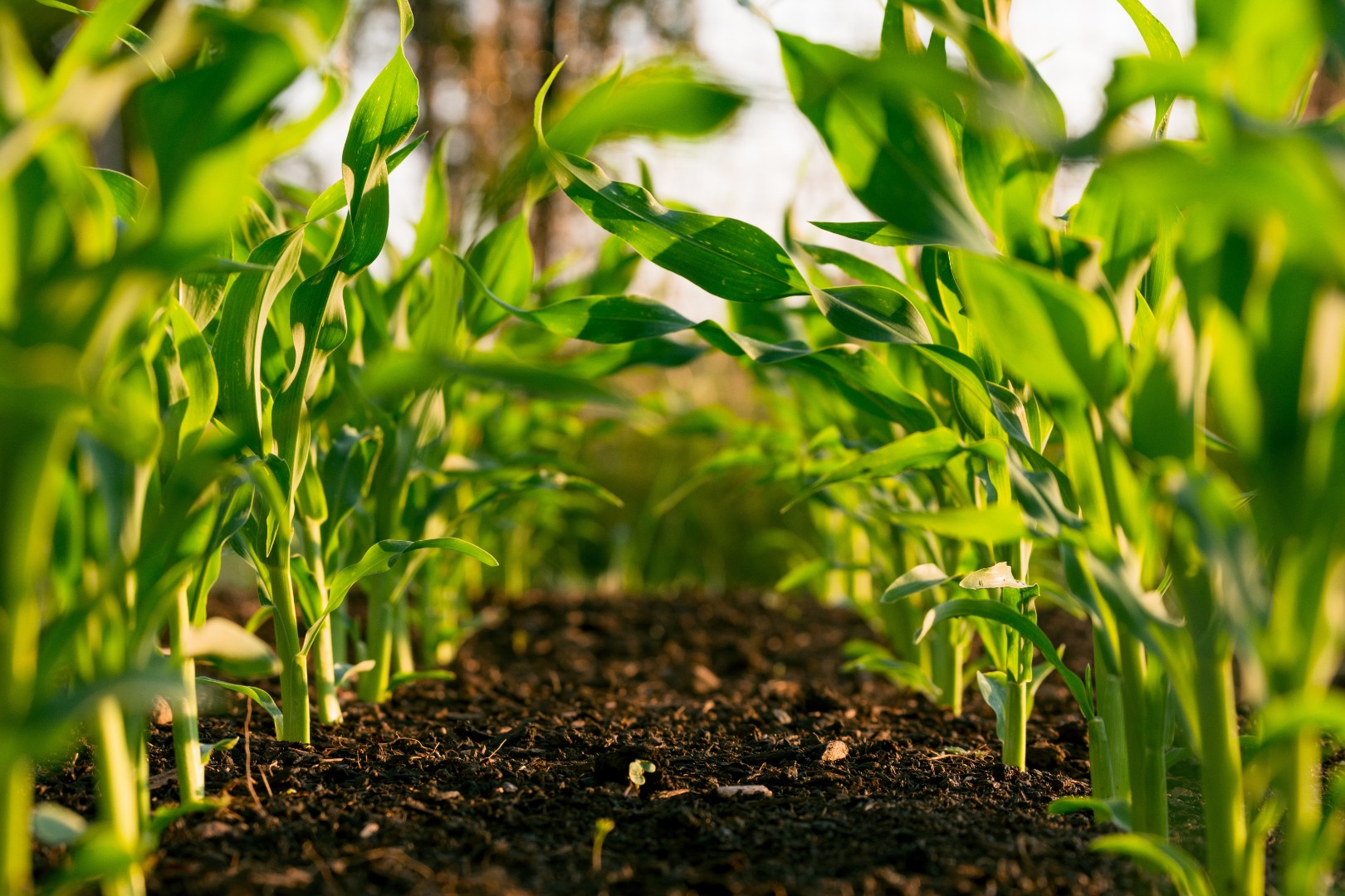 Qué significa agricultura