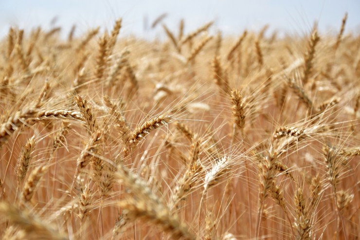 growing-wheat-wind