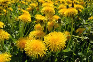 В Роскачестве рассказали, как собирать и готовить крапиву и одуванчики