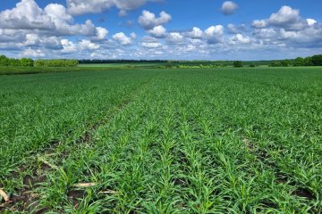 «Балтика» соберет урожай пивоваренного ячменя в 14 регионах России