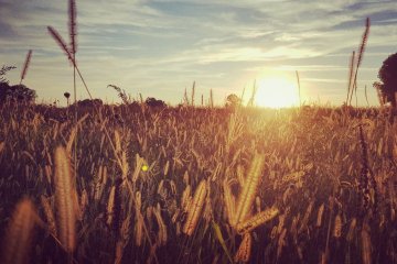 Ставропольские аграрии получат поддержку после введения режима ЧС