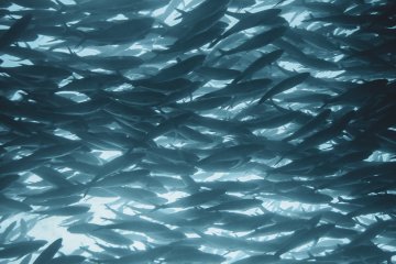 Российские рыболовы возьмут планку в 5 млн тонн улова в 2023 году