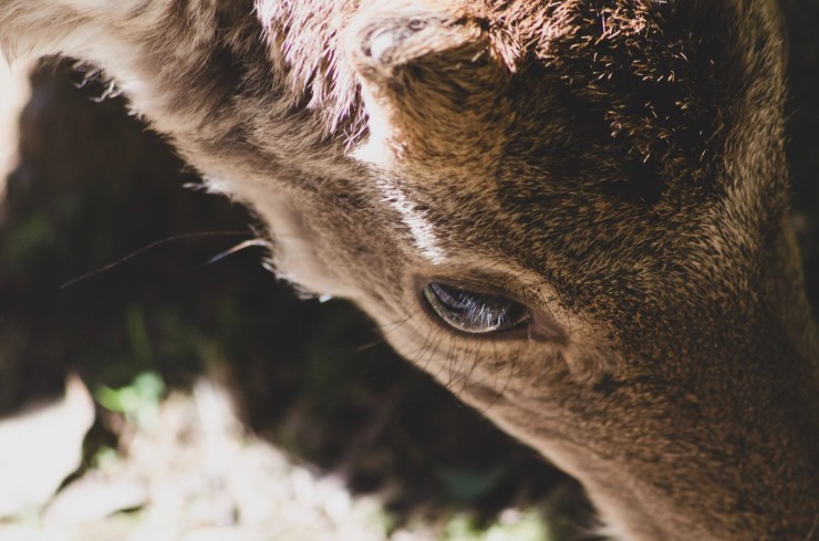 bruno-aguirre-a5CCkVe0HIk-unsplash