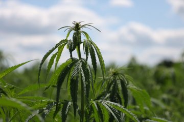 НЦМУ «Агротехнологии будущего» тестируют «зеленые» средства защиты растений на конопле