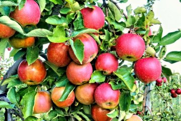 По всей России будут вводить агроагрегаторы фермерской продукции