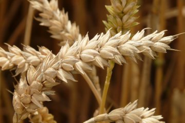 Немецкие фермеры ожидают, что в этом году урожай зерна будет ниже среднего