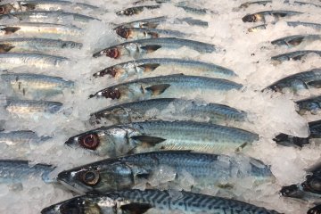 В Японии снижаются объемы вылова рыбы