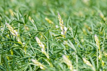 Тимирязевка переходит на выращивание органического семенного люпина