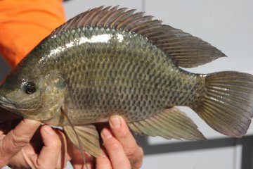 В Колумбии объявлена чрезвычайная санитарная ситуация из-за вируса на аквафермах