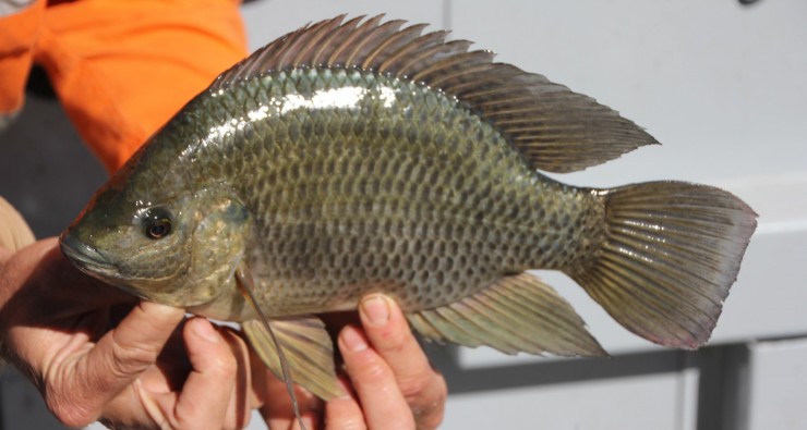 40b662f6d69466a55338ab6b82c216a0