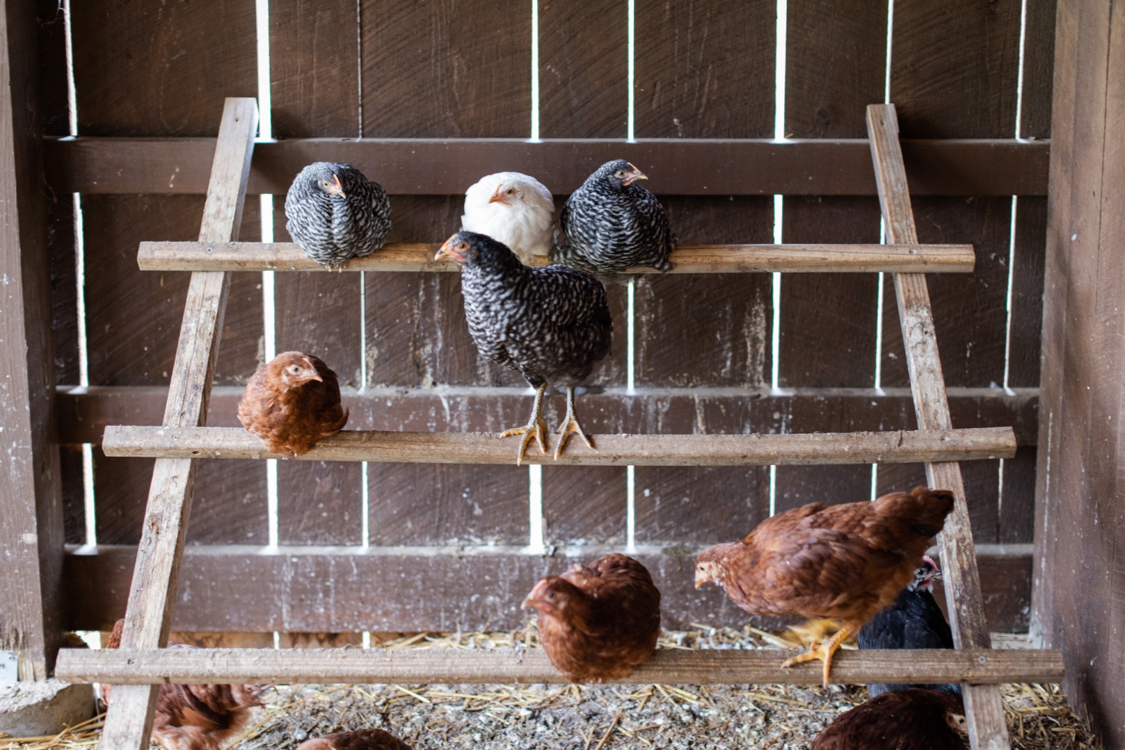 Китай запретил экспорт курицы с четырех российских птицефабрик