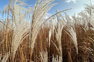 В Подмосковье собрали первый урожай культуры, которая заменит лён и коноплю