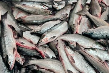 Россия и Япония обсудили вопрос безопасности рыбопродукции после сброса воды с АЭС «Фукусима-1»