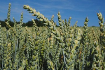 Экспорт мягкой пшеницы из ЕС резко сократился