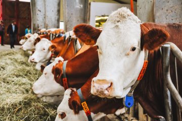 Эксперт дал рекомендации по профилактике респираторных болезней у телят