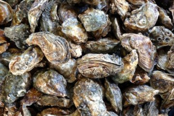 Английские микробиологи исследовали эффективность тестирования устриц на норовиус