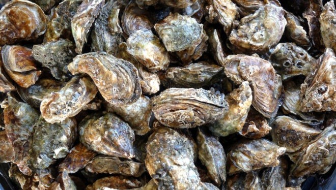 Oysters-