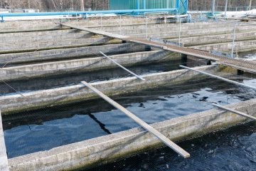 В Дагестане свернули проект по разведению форели на Чиркейском водохранилище