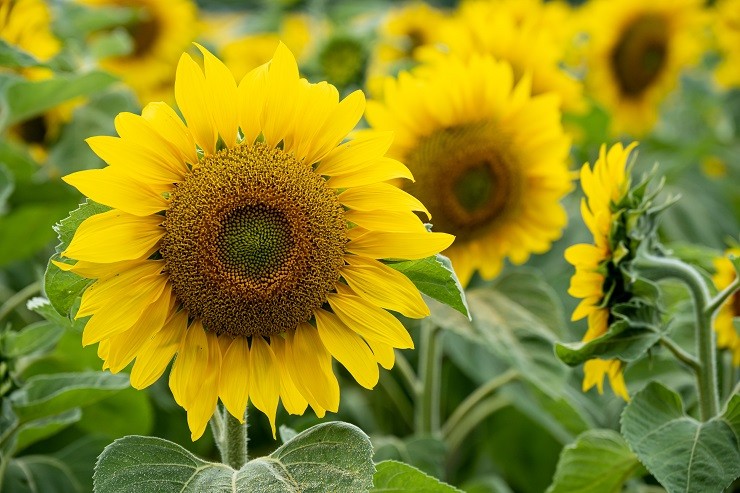 closeup-shot-of-a-beautiful-sunflower-in-a-sunflower-field